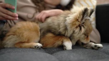 Köpekli genç İspanyol kadın evdeki kanepede uzanmış akıllı telefon kullanıyor.