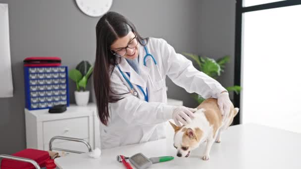 Mladá Hispánská Žena Chihuahua Pes Veterinář Vyšetřující Psa Veterinární Klinice — Stock video