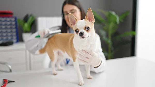 Mujer Hispana Joven Con Perro Chihuahua Veterinario Cepillado Pelo Perro — Foto de Stock