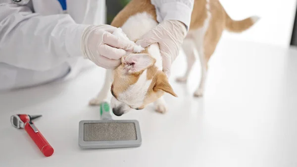 Jovem Hispânica Com Chihuahua Cão Veterinário Limpeza Orelhas Cão Clínica — Fotografia de Stock