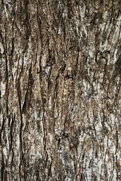 Textur Einer Baumrinde — Stockfoto