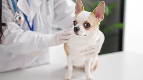 Ung Latinamerikansk Kvinna Med Chihuahua Hund Veterinär Undersöker Hund Veterinärkliniken — Stockvideo