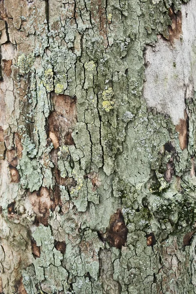 Υφή Φλοιού Δένδρου — Φωτογραφία Αρχείου