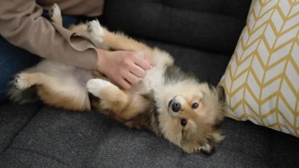 Jovem Hispânica Com Cão Sentado Sofá Brincando Casa — Vídeo de Stock