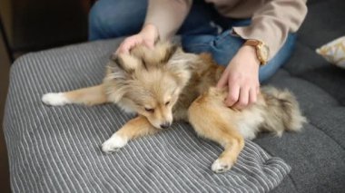 Köpekli genç İspanyol kadın evdeki kanepede oturuyor.