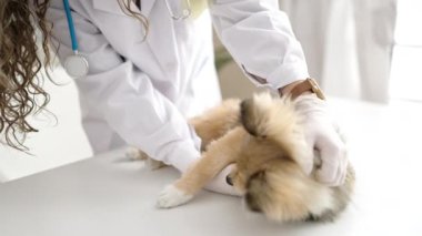 Klinikte köpek veterineri olan genç İspanyol kadın.