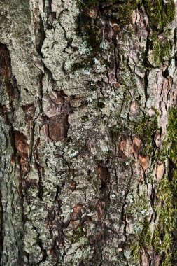 Ağaç kabuğunun dokusu 