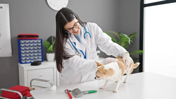 Ung Latinamerikansk Kvinna Med Chihuahua Hund Veterinär Undersöker Hund Veterinärkliniken — Stockfoto