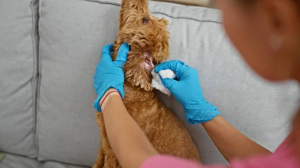 Young caucasian woman with dog veterinarian cleaning ear dog at veterinary clinic