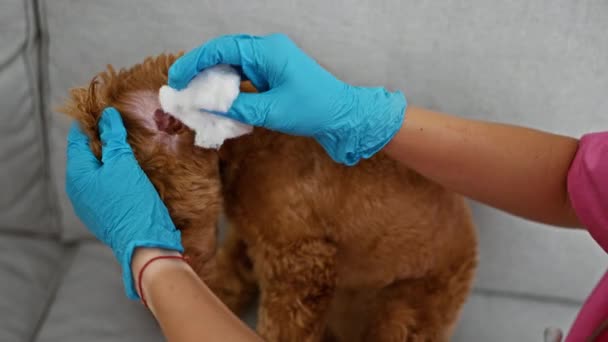 獣医クリニックで犬獣医師の耳の犬を掃除する若い白人女性 — ストック動画