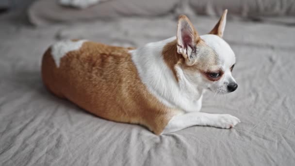Frumos Chihuahua Căscat Culcat Pat — Videoclip de stoc