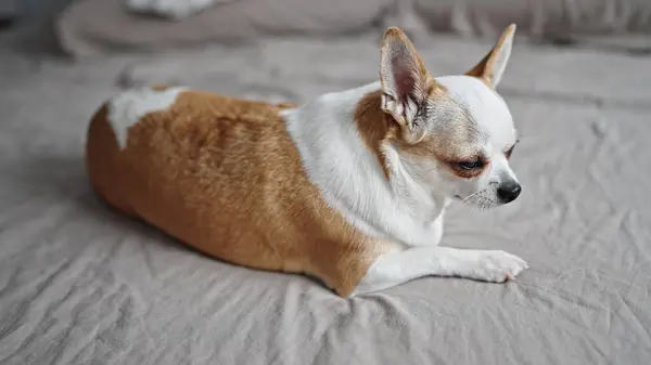 Schöner Chihuahua Liegt Auf Dem Bett — Stockfoto