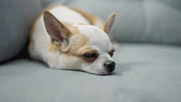 Schöner Chihuahua Liegt Auf Dem Sofa — Stockfoto