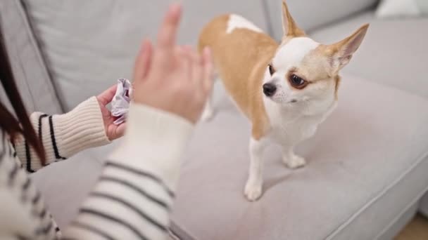 Joven Mujer Hispana Con Perro Chihuahua Enojado Con Perro Casa — Vídeos de Stock