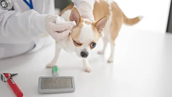 Veteriner Kliniğinde Köpek Kulakları Temizleyen Chihuahua Köpeği Olan Genç Spanyol — Stok fotoğraf