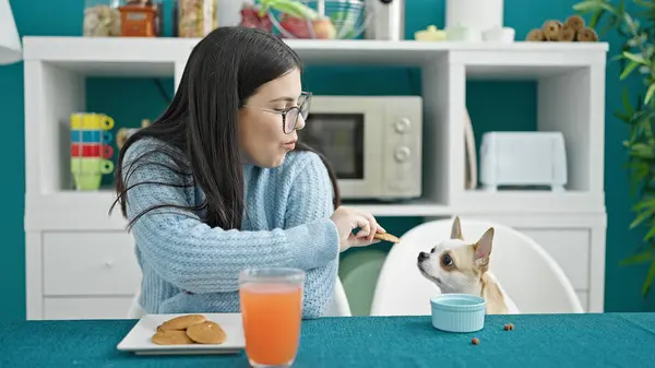 Young hispanic woman with chihuahua dog eating cookies sitting on the table at dinning room