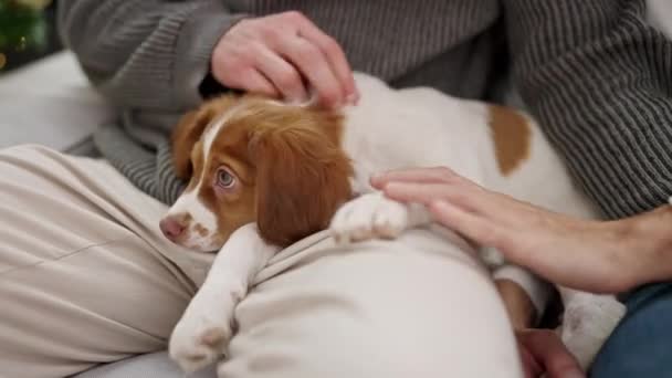 Dos Hombres Pareja Sentado Sofá Acariciar Perro Casa — Vídeos de Stock
