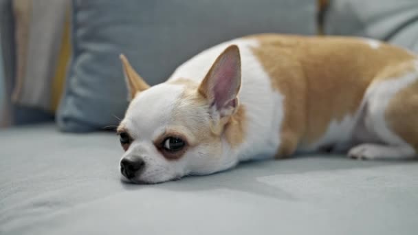 Hermosa Chihuahua Acostada Sofá — Vídeos de Stock