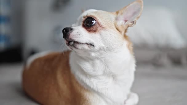 Hermoso Bostezo Chihuahua Acostado Cama — Vídeos de Stock