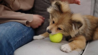 Kanepede oturan köpekli genç İspanyol kadın evde topla oynuyor.