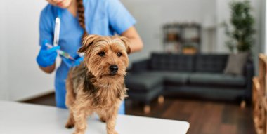 Genç, güzel İspanyol kadın veteriner aşılayan köpek evde.