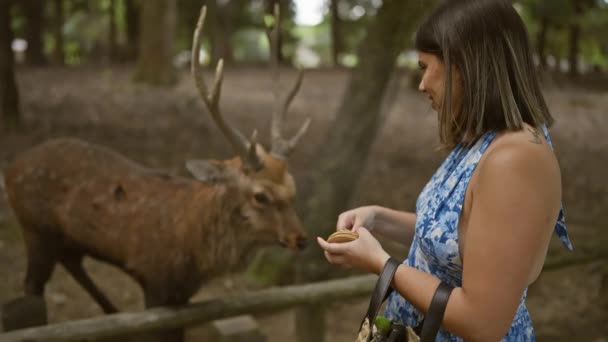 일본의 인기있는 공원에서 크래커와 귀여운 사슴을 기쁘게 먹이는 즐거운 아름다운 — 비디오