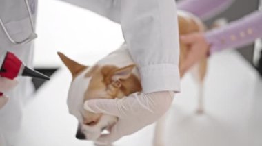 Chihuahua köpeği olan genç İspanyol kadın veteriner veterinerde otoskopla köpeği muayene ediyor.