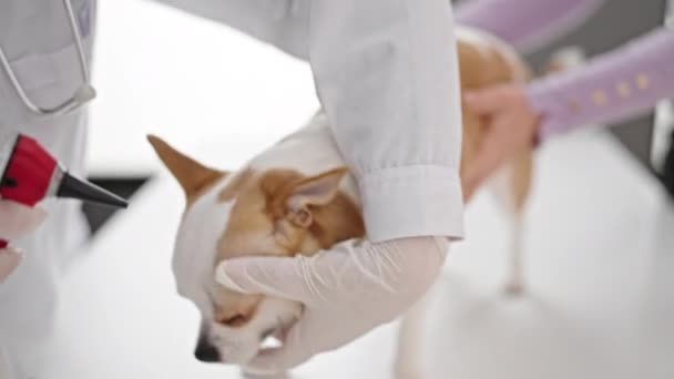 Jonge Spaanse Vrouw Met Chihuahua Hond Dierenarts Onderzoeken Hond Met — Stockvideo