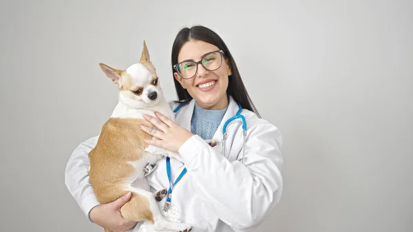 Chihuahua Köpek Veterineri Ile Genç Spanyol Kadın Izole Edilmiş Beyaz — Stok fotoğraf