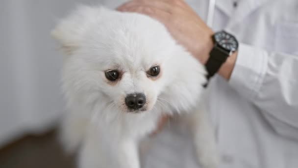 돌보는 코카서스 사람과 수의사 진료소에서 강아지를 — 비디오