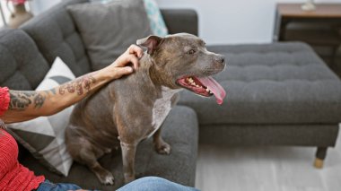 Sıcak, rahat bir evin içinde, nazik bir kadının elleri sevgili köpeğine sevgiyle uzanıyor, oturma odasında birbirine bağlanıyor..