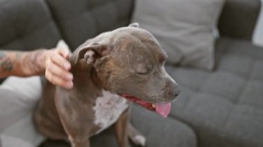Sıcak, rahat bir evin içinde, nazik bir kadının elleri sevgili köpeğine sevgiyle uzanıyor, oturma odasında birbirine bağlanıyor..