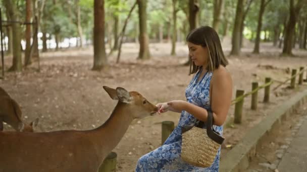 陽気で美しいヒスパニック系女性は 日本の人気のナポリ公園でスナッククラッカーでかわいい鹿を喜んで食べ アウトドアでユニークな文化と野生生物のアトラクションを楽しんでいます — ストック動画