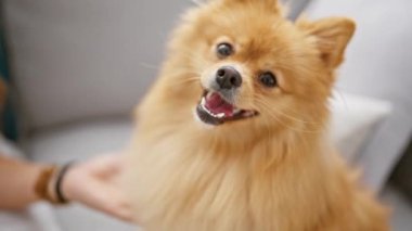Güzel bir kadın, evdeki kanepede evcil köpeğiyle birlikte oturuyor. Kapalı alanda çekilmiş bir portre. Ellerinin dokunaklı anını yakalıyor..