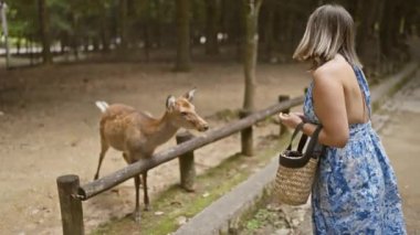 Neşeli, güzel İspanyol kadın Japonya 'daki popüler Nara Parkı' nda tatlı geyiklerle neşeyle besleniyor. Benzersiz kültür ve vahşi hayatın tadını çıkarıyor.!