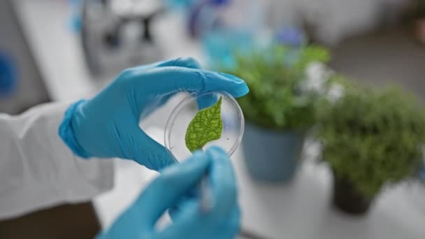 ペトリ皿の屋内実験室の研究で緑色の葉を調べる科学者 — ストック動画