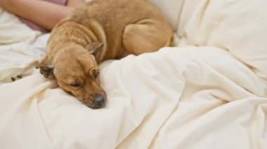 Rahat bir yatak odasında kahverengi köpeğiyle yatakta uyuyan olgun bir kadın rahatlama ve arkadaşlık tasvir ediyor.