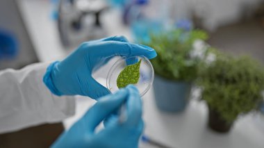 Bir bilim adamı araştırma ve biyoteknoloji tasvir eden bir laboratuvar içinde petri kabındaki bir yaprağı inceliyor..