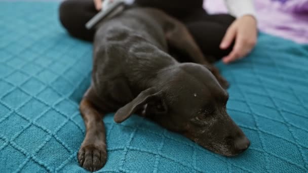 Bir Kadın Yaşlı Siyah Labradorunu Yatak Odasındaki Yorgan Örtüsünün Üzerinde — Stok video