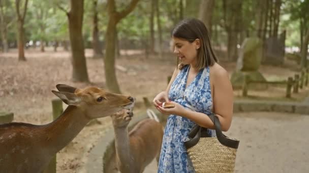Mujer Hispana Alegre Hermosa Alimentando Alegremente Lindos Ciervos Con Galletas — Vídeos de Stock