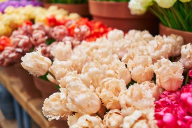 Çiçekçide saksılarda taze lalelerden oluşan renkli bir karışım.