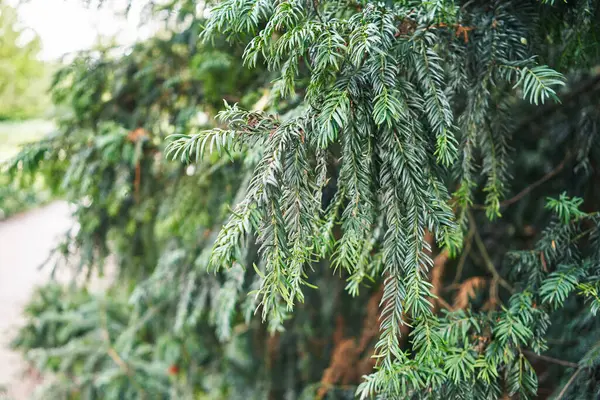 Close-up of evergreen coniferous tree branches with needles, conveying a natural and tranquil outdoor scene.
