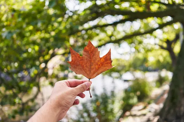 一只手牵着一片褐色的秋叶 有着模糊的自然背景的男人的近照 — 图库照片