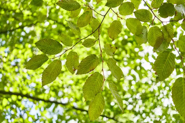 Нежные Зеленые Листья Залитые Солнечным Светом Демонстрируют Пышную Красоту Природы — стоковое фото