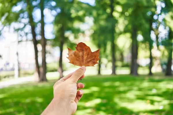 一个男人在户外拿着一片褐色的枫叶 背景上有模糊的绿树 预示着秋天的到来 — 图库照片