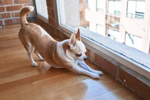 Ein Brauner Chihuahua Hund Blickt Von Einem Fenstersims Aus Nach — Stockfoto