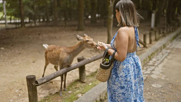 Beautiful Young Hispanic Woman Feeding Rice Crackers Deer Nara — Stock Photo, Image