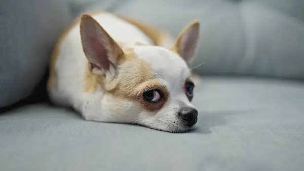 Kanepede Yatan Güzel Bir Chihuahua — Stok fotoğraf