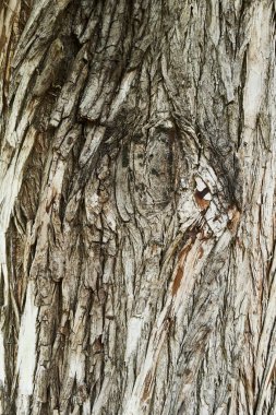 Ağaç kabuğunun dokusu 