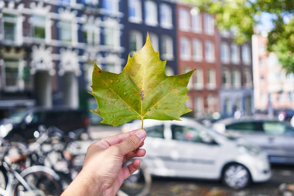 Man Hand Showcases Vibrant Maple Leaf Blurred Backdrop European Cityscape — Stock Photo, Image